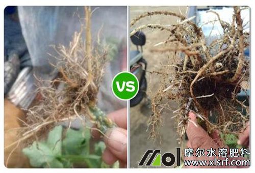 好次水溶肥效果差別 好次水溶肥效果差別