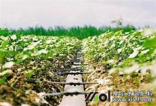 水溶肥見效時(shí)間 水溶肥見效時(shí)間