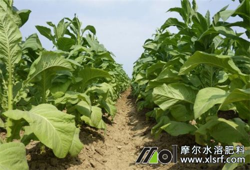 煙葉長(zhǎng)勢(shì)不均衡問題 煙葉長(zhǎng)勢(shì)不均衡問題