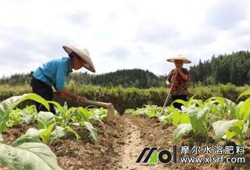 煙葉長(zhǎng)勢(shì)不均衡問題 煙葉長(zhǎng)勢(shì)不均衡問題