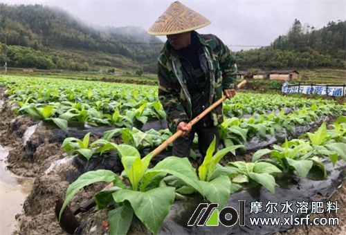 煙葉不長(zhǎng)施肥介紹 煙葉不長(zhǎng)施肥介紹