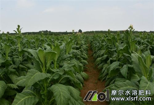 煙草種植注意 煙草種植注意