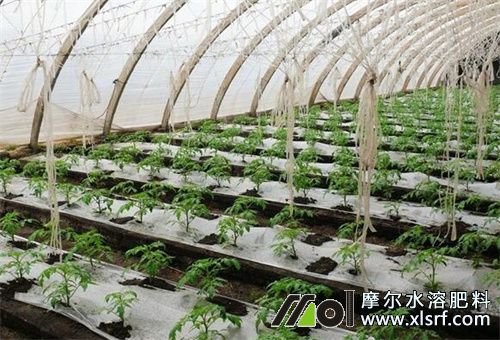 防寒抗凍水溶肥介紹 防寒抗凍水溶肥介紹