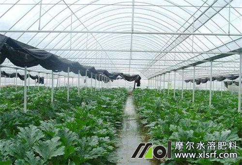 冬季施肥水溶肥注意 冬季施肥水溶肥注意