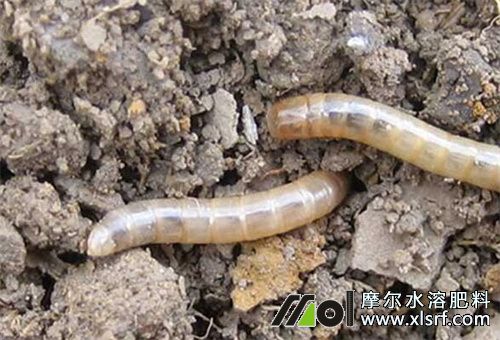 水溶肥與地下害蟲藥混用 水溶肥與地下害蟲藥混用