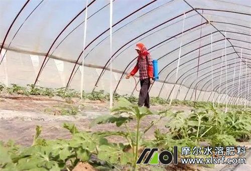 水溶肥與地下害蟲藥混用 水溶肥與地下害蟲藥混用