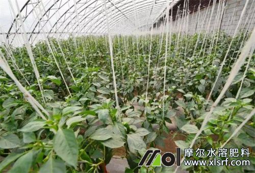 水溶肥用量和次數(shù) 水溶肥用量和次數(shù)