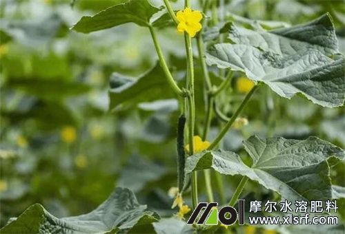 黃瓜生長旺盛期施肥 黃瓜生長旺盛期施肥