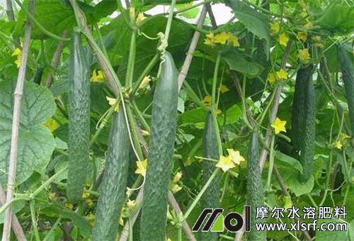 黃瓜用水溶肥效果 黃瓜用水溶肥效果