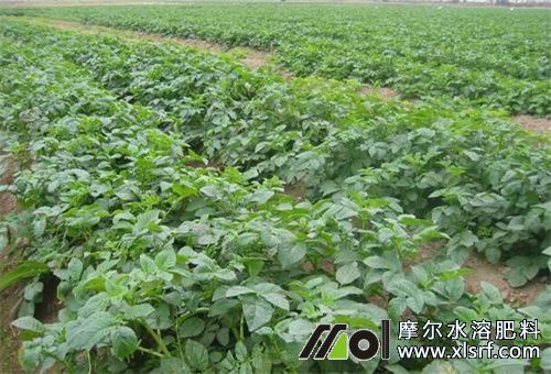 草木灰適用蔬菜 草木灰適用蔬菜