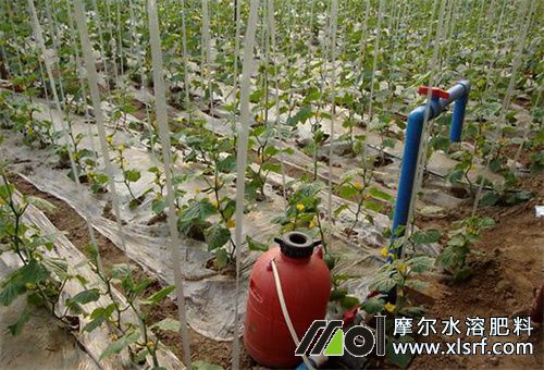 水溶肥滴灌器材 水溶肥滴灌器材