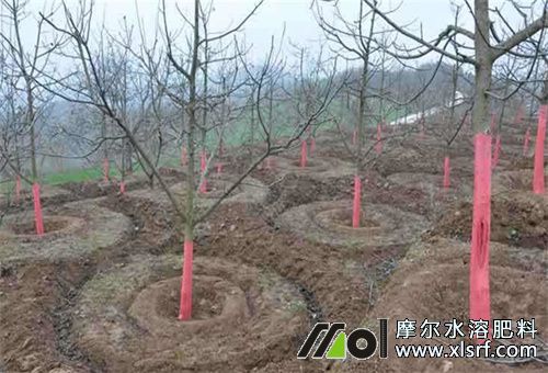 冬天果樹是否用水溶肥 冬天果樹是否用水溶肥