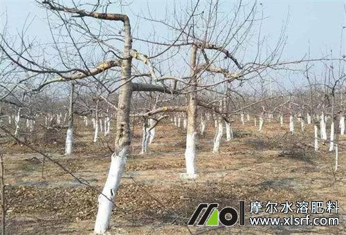 哪種肥對(duì)果樹防凍好 哪種肥對(duì)果樹防凍好