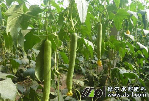 絲瓜用什么肥料 絲瓜用什么肥料