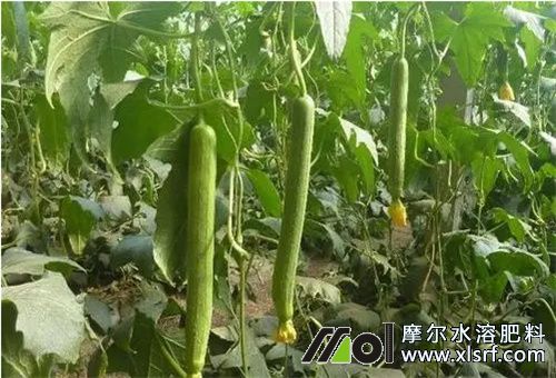 絲瓜水溶肥選擇 絲瓜水溶肥選擇