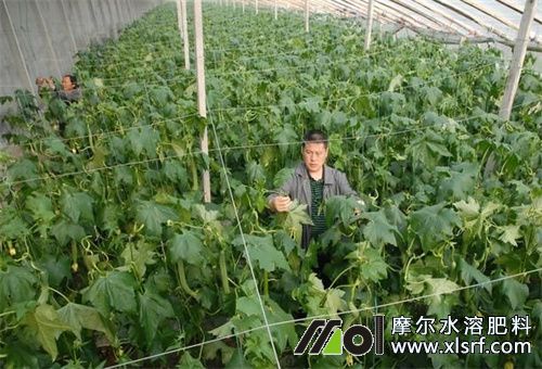 絲瓜水溶肥選擇 絲瓜水溶肥選擇