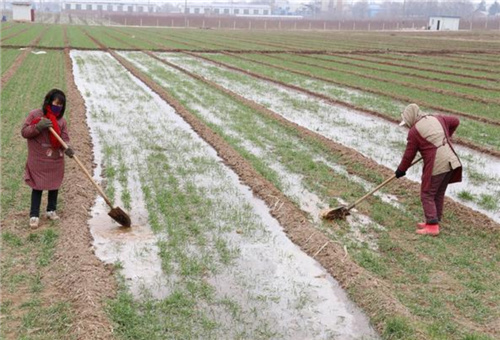 小麥防凍措施 小麥防凍措施