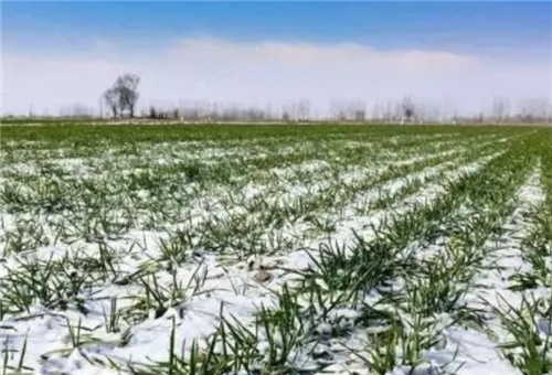 氨基酸水溶肥對(duì)小麥好處 氨基酸水溶肥對(duì)小麥好處