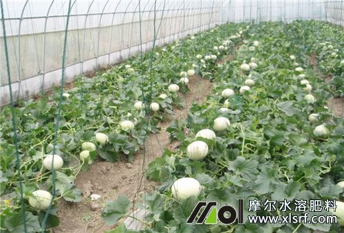 甜瓜膨果用肥 甜瓜膨果用肥