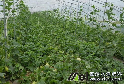 甜瓜膨果用肥 甜瓜膨果用肥