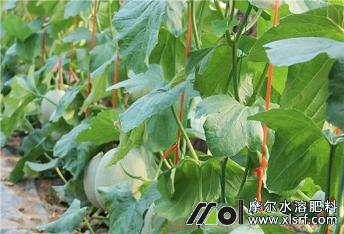 甜瓜追肥注意 甜瓜追肥注意