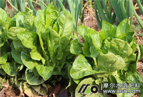 作物使用水溶肥好處 作物使用水溶肥好處