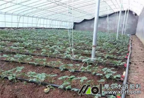 大棚草莓追肥 大棚草莓追肥