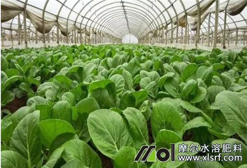 大棚蔬菜種植 大棚蔬菜種植