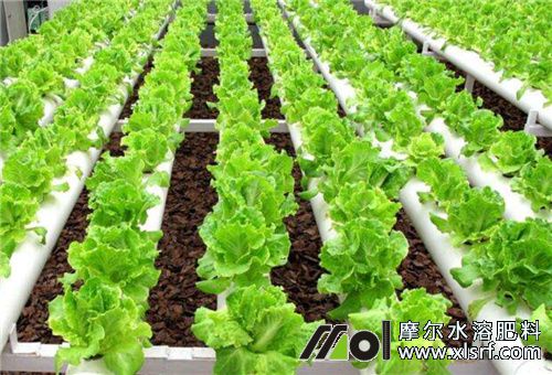 無土栽培用水溶肥 無土栽培用水溶肥