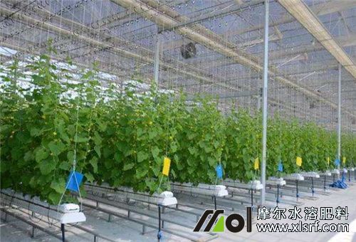 無土栽培施肥注意 無土栽培施肥注意