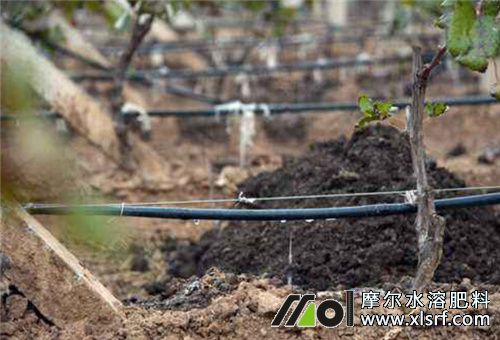 水溶肥使用要點 水溶肥使用要點