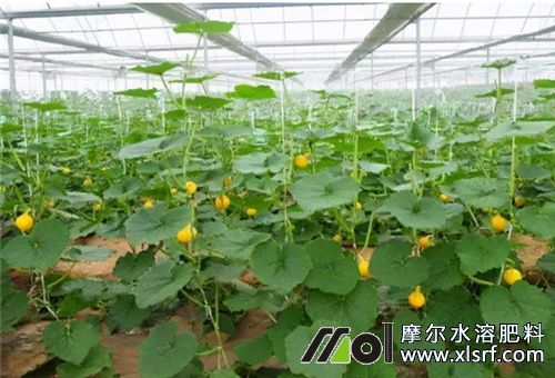 水溶肥提高長(zhǎng)勢(shì) 水溶肥提高長(zhǎng)勢(shì)