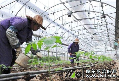 冬天使用水溶肥 冬天使用水溶肥