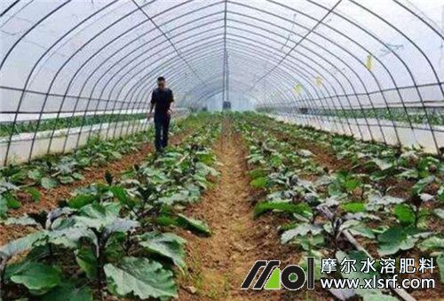 水溶肥選擇 水溶肥選擇