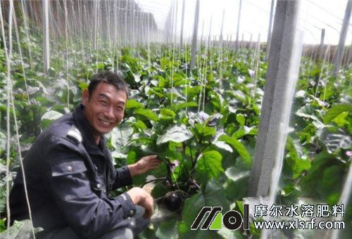 茄子施水溶肥方法 茄子施水溶肥方法