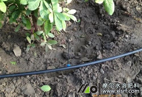 水溶肥用量 水溶肥用量