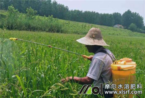 水溶肥噴施 水溶肥噴施