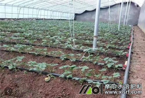 水溶肥滴灌 水溶肥滴灌