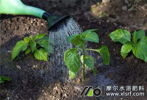 水溶肥澆灌沖施 水溶肥澆灌沖施