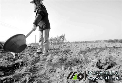 水溶肥沖施 水溶肥沖施