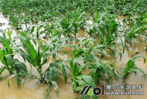 水害后使用高磷肥 水害后使用高磷肥