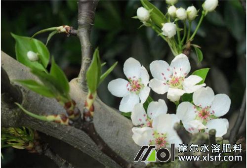 開花前期使用水溶肥 開花前期使用水溶肥