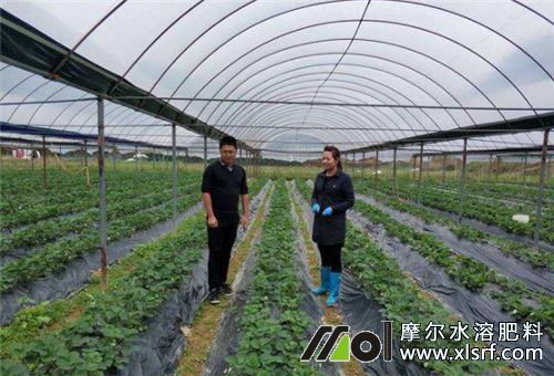 草莓大棚種植施肥注意 草莓大棚種植施肥注意