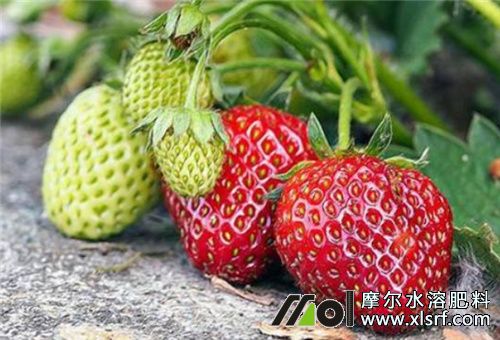 草莓膨果期追肥 草莓膨果期追肥
