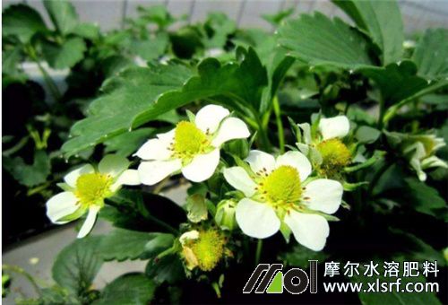 草莓花前期追肥 草莓花前期追肥