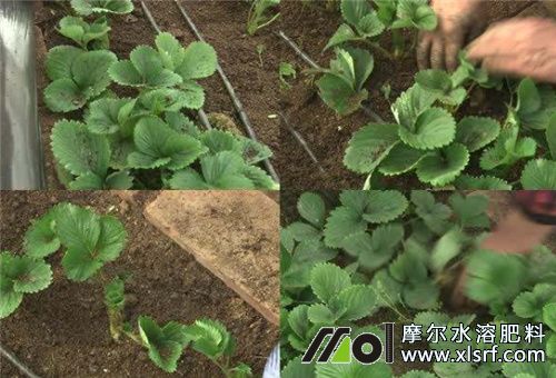 草莓苗期追肥 草莓苗期追肥