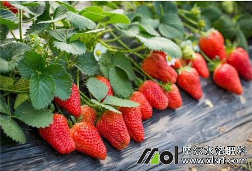 草莓種植施肥 草莓種植施肥