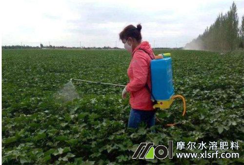 懸浮水溶肥用法 懸浮水溶肥用法