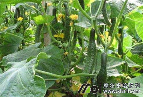 黃瓜后期用啥水溶肥 黃瓜后期用啥水溶肥