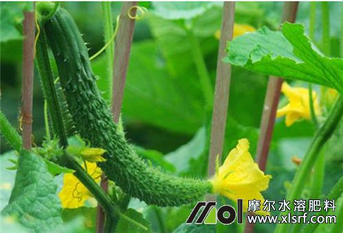 黃瓜后期用啥水溶肥 黃瓜后期用啥水溶肥